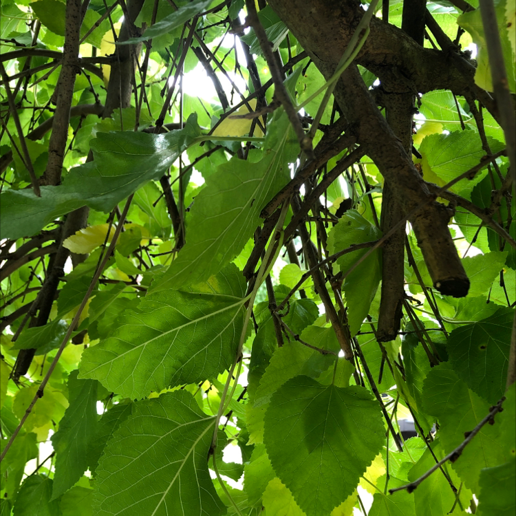 Dense cluster of green leaves and branches, likely of a White Mulberry plant.