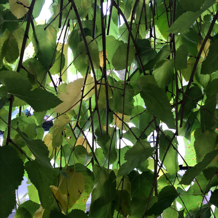 White Mulberry plant with green and some yellowing leaves, well-framed and centered.