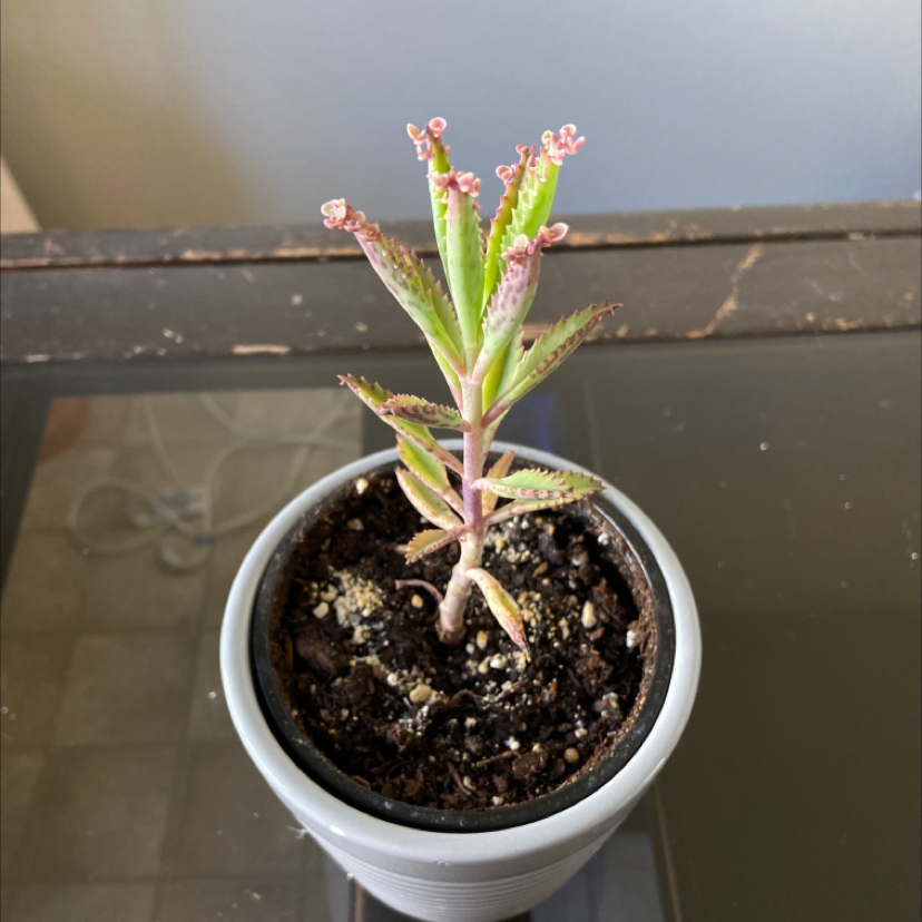 Healthy Kalanchoe daigremontiana (Mother of Millions) plant in a white pot, with pink plantlets growing from the leaf margins.