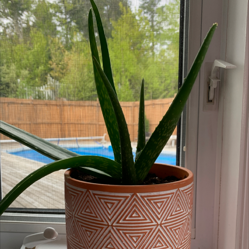 Aloe vera plant photo by @chloedobson named kanye vera on Greg, the plant care app.