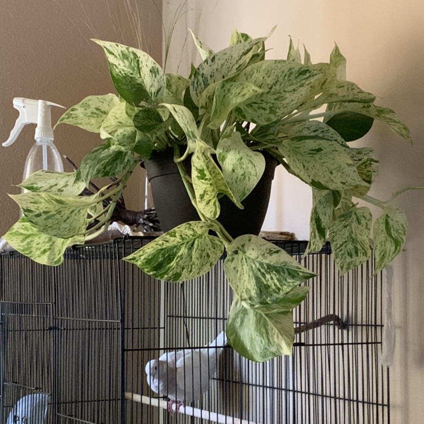 Marble Queen Pothos plant photo by @KayhanaWoods named Queen on Greg, the plant care app.