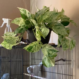 Marble Queen Pothos plant photo by Kayhanawoods named Queen on Greg, the plant care app.