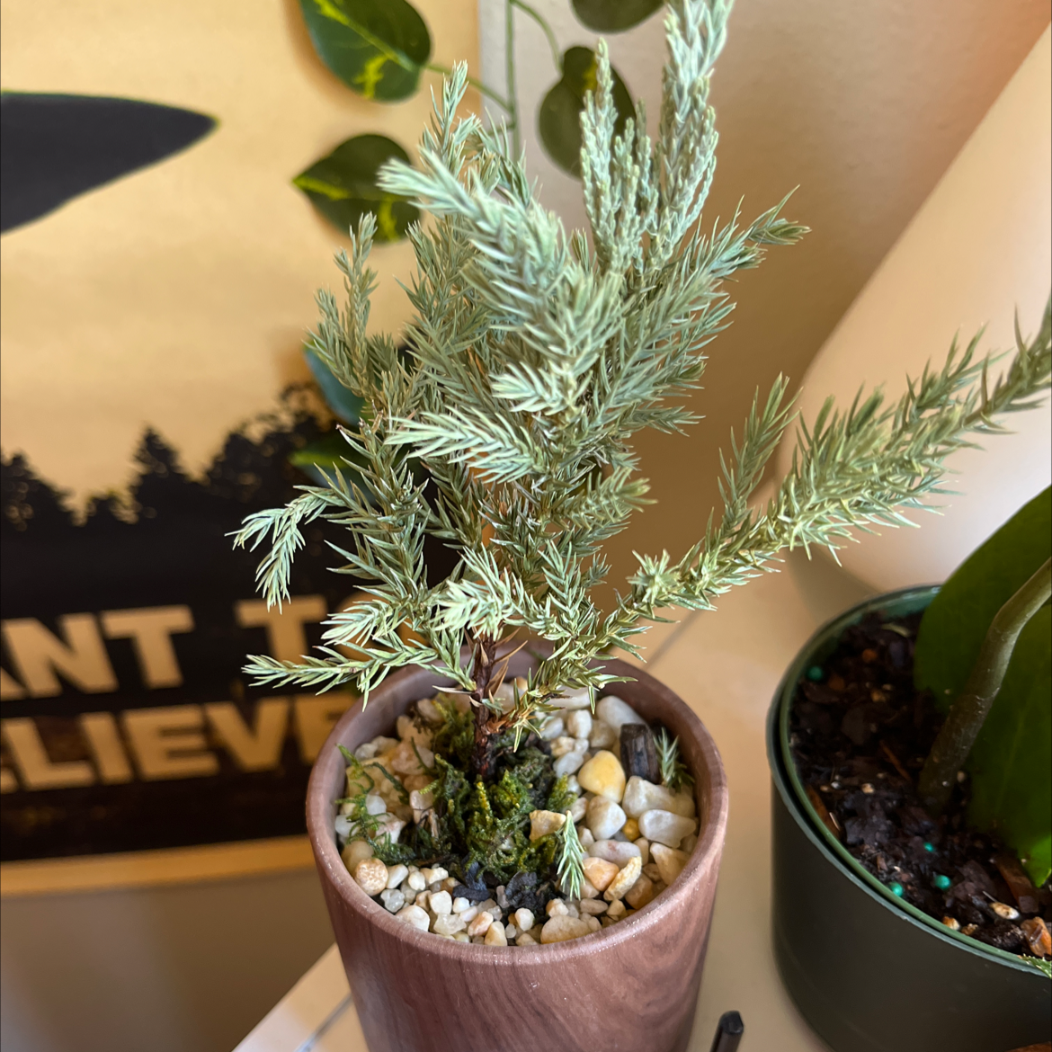 A healthy American Juniper plant in a small pot with pebbles covering the soil.