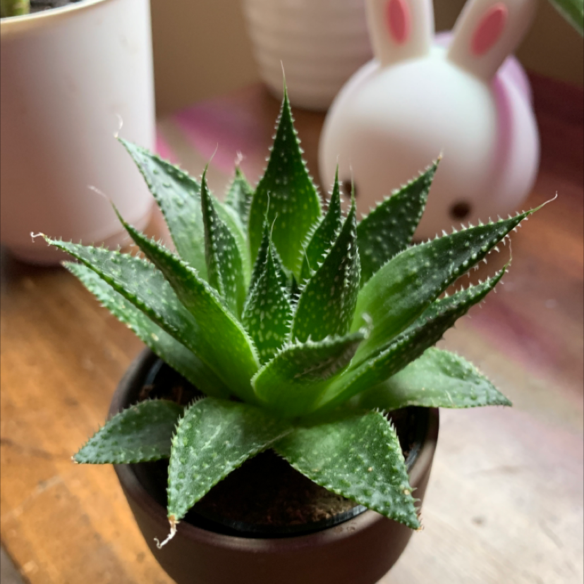 Photo of the plant species Aloe Aristata by @arasmaticchip named Osmo on Greg, the plant care app