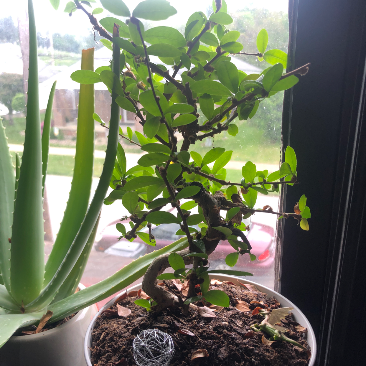 Healthy Chinese Elm bonsai tree with dense green foliage in a decorative pot, placed in front of a window.