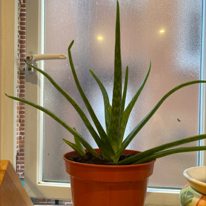 Aloe vera plant photo by @oliviah1 named greg on Greg, the plant care app.