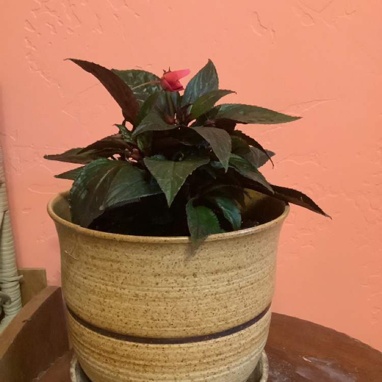 How Often Should I Water My New Guinea Impatiens?