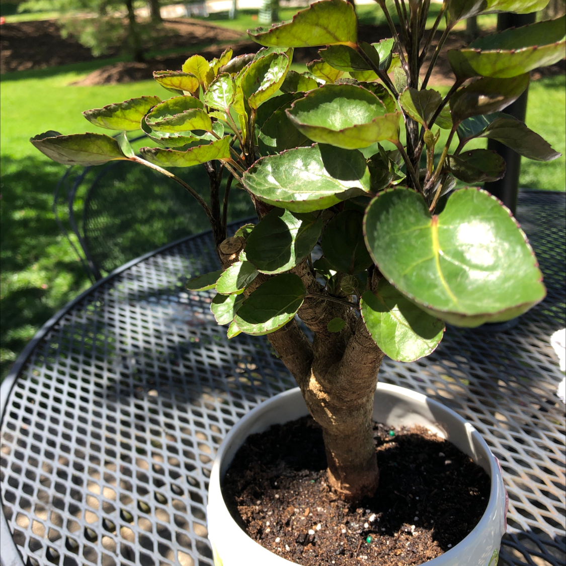 Fabian Aralia plant in a white pot on a metal table outdoors, with healthy green leaves.