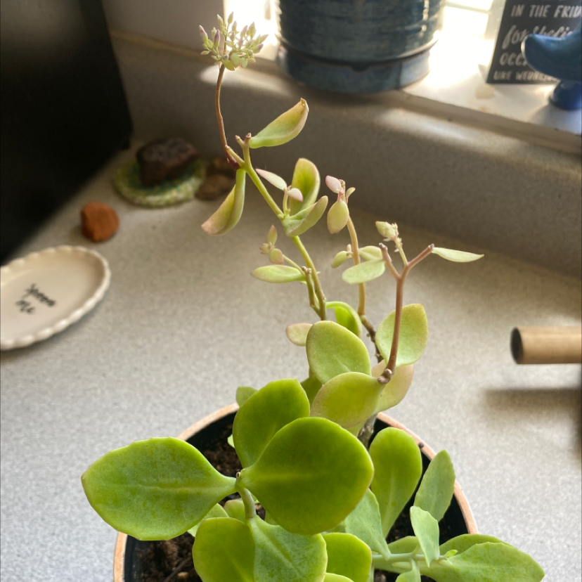 Fairy Crassula plant in a pot with green leaves and new growth.