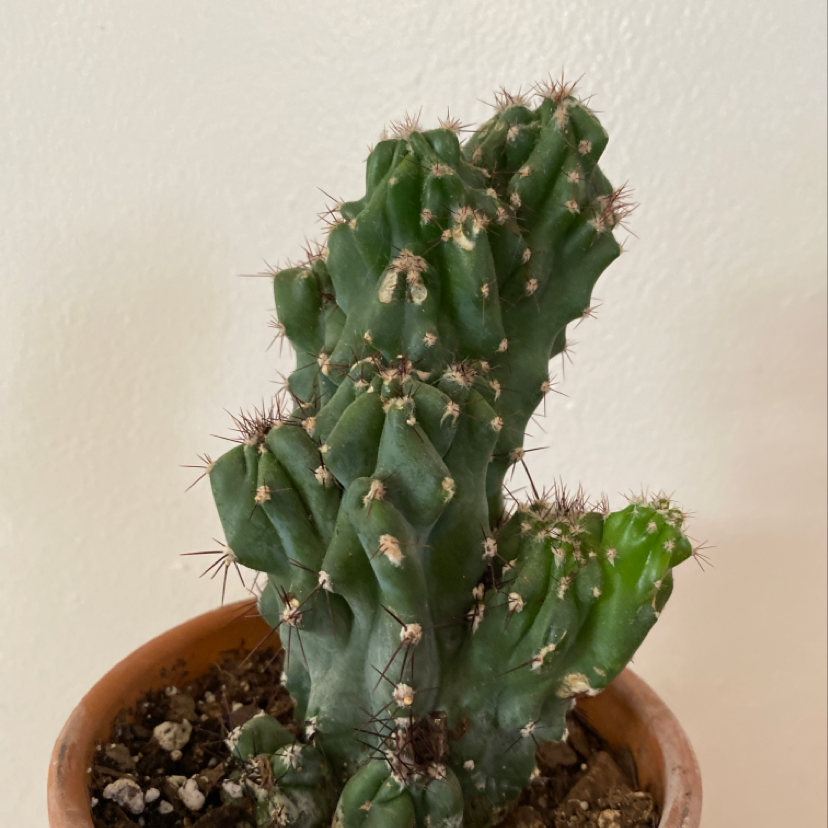 Hedge Cactus in a pot with visible soil, well-framed and in focus.