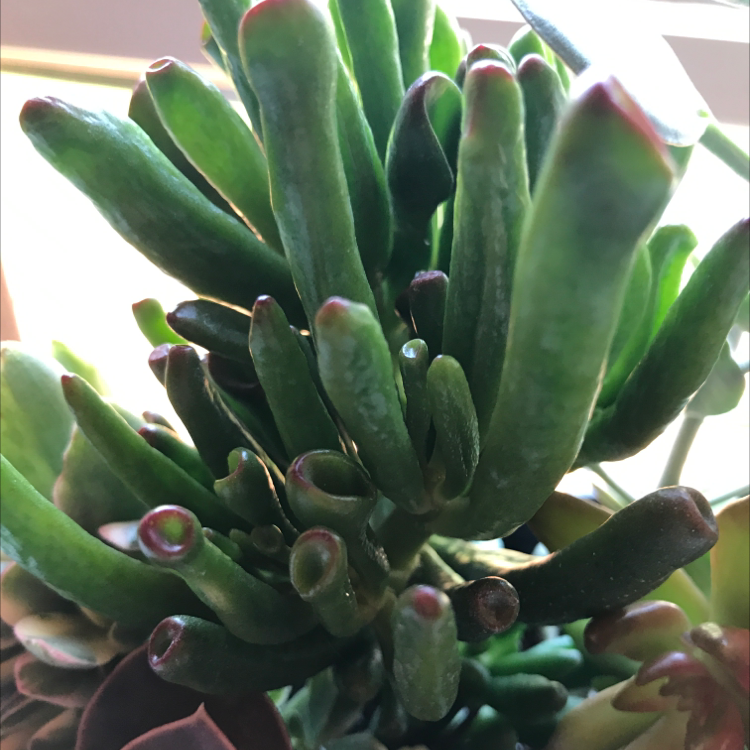 Lucky Plant plant photo by @Thatsmallplantguy named James Dean on Greg, the plant care app.