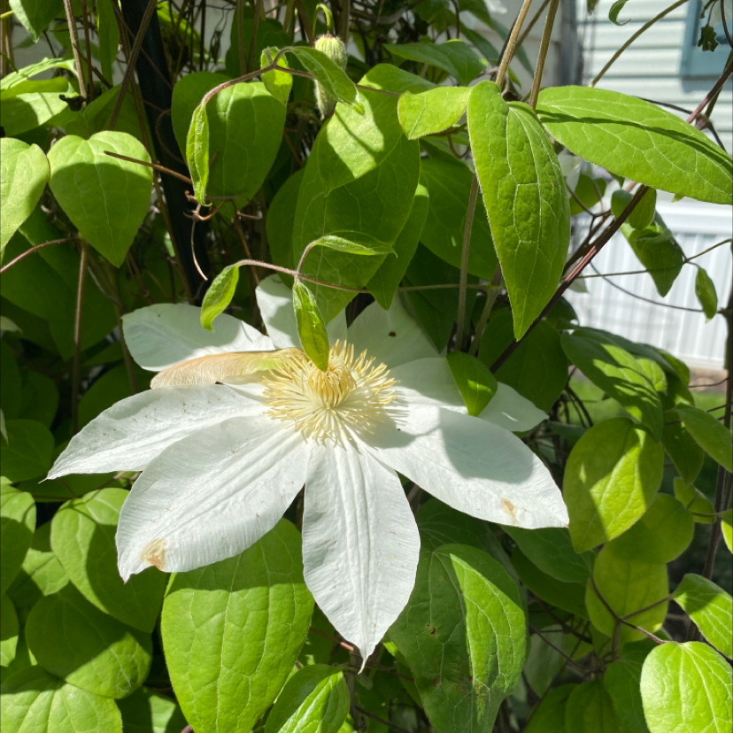Photo of the plant species Rock Clematis by Joe named White on Greg, the plant care app