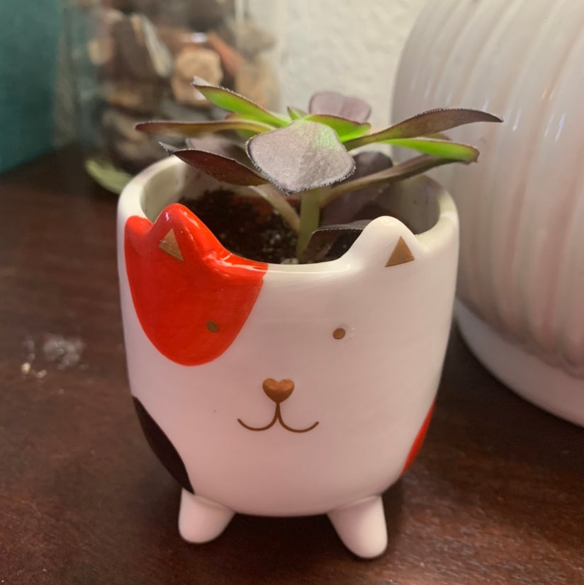 Photo of the plant species Aeonium Arboreum by @AmyLTG named Little Fellow on Greg, the plant care app