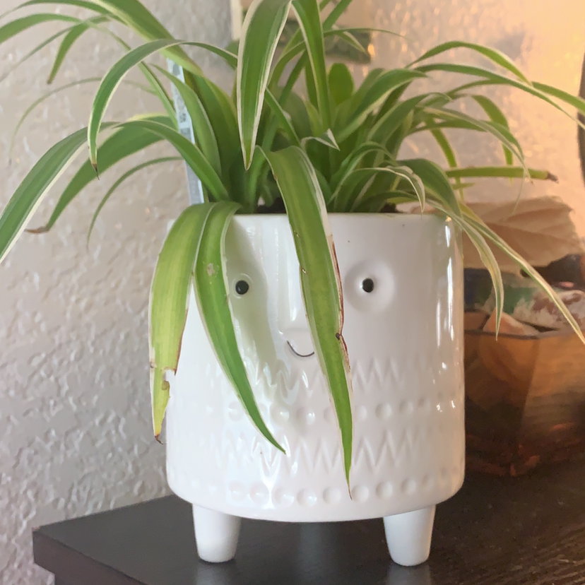 Spider Plant plant photo by @AmyLTG named George on Greg, the plant care app.