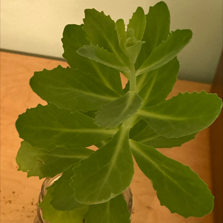 Witch's Moneybags plant photo by @harpersplants named vision on Greg, the plant care app.