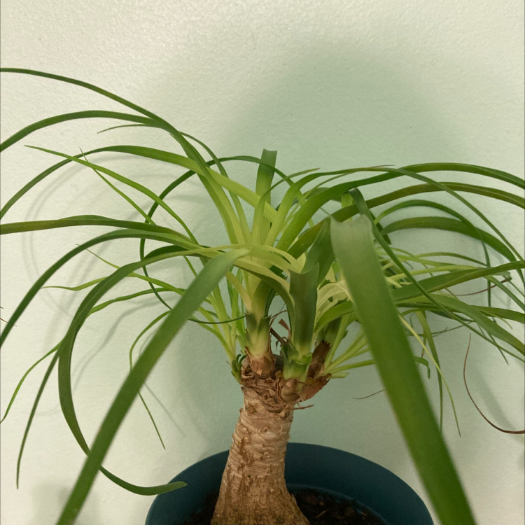 Ponytail Palm plant photo by @harpersplants named bucky on Greg, the plant care app.