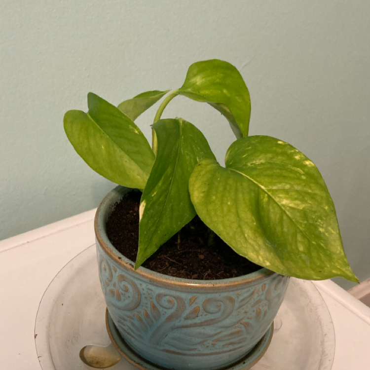 Taro Vine plant photo by @harpersplants named bucky on Greg, the plant care app.