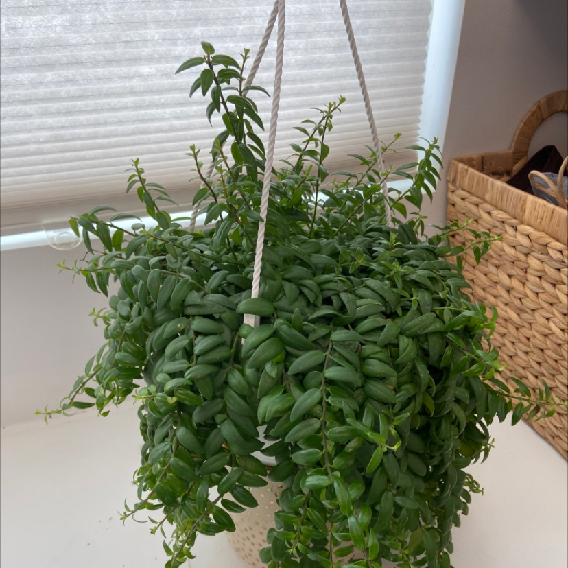 Healthy Lipstick Vine plant in a hanging pot with lush green leaves.