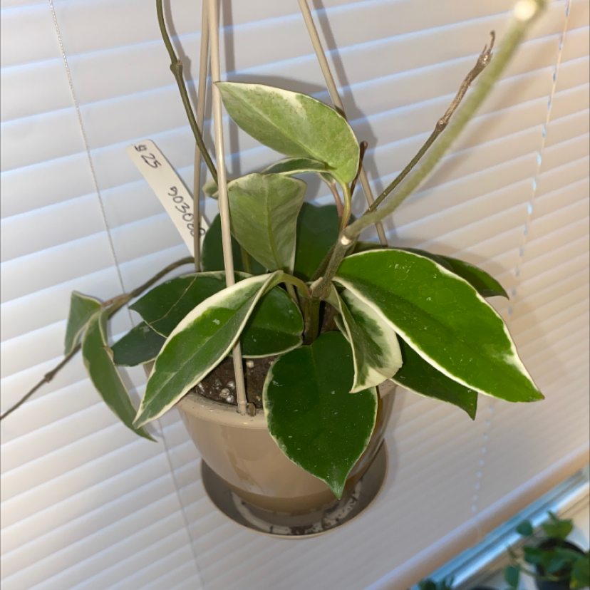 Photo of the plant species Hoya Krimson Queen by @saraconnole named can i get a hoiii yaaa on Greg, the plant care app