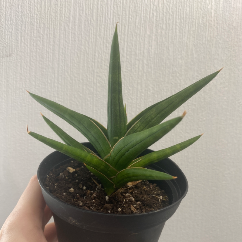 Sansevieria francisii plant in a black pot with visible soil, held by a hand.