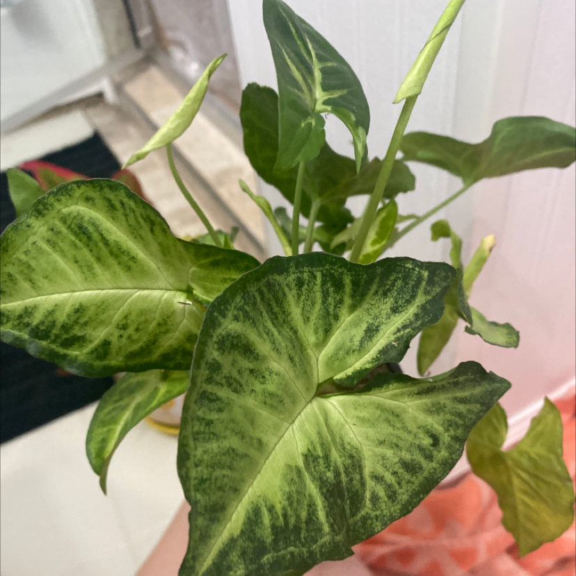 Photo of the plant species Syngonium 'White Butterfly' by @saraconnole named butterfly on Greg, the plant care app