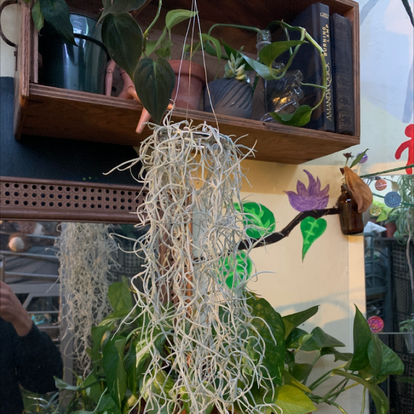 Hanging Spanish Moss plant in an indoor setting with other plants and decorative elements.