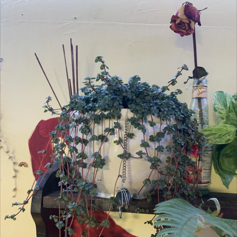 Thriving Pilea Baby Tears plant with dense, cascading foliage in a white ceramic pot, surrounded by decorative dried flowers.