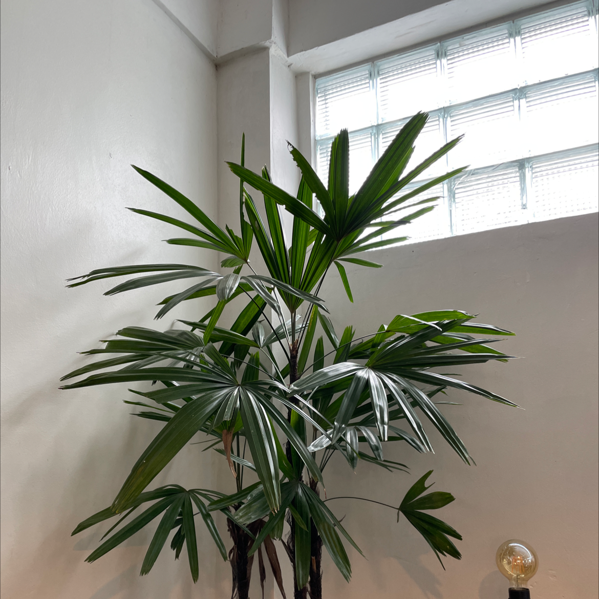 Photo of the plant species Rhapsis Palm by @acnebs named Asimov on Greg, the plant care app