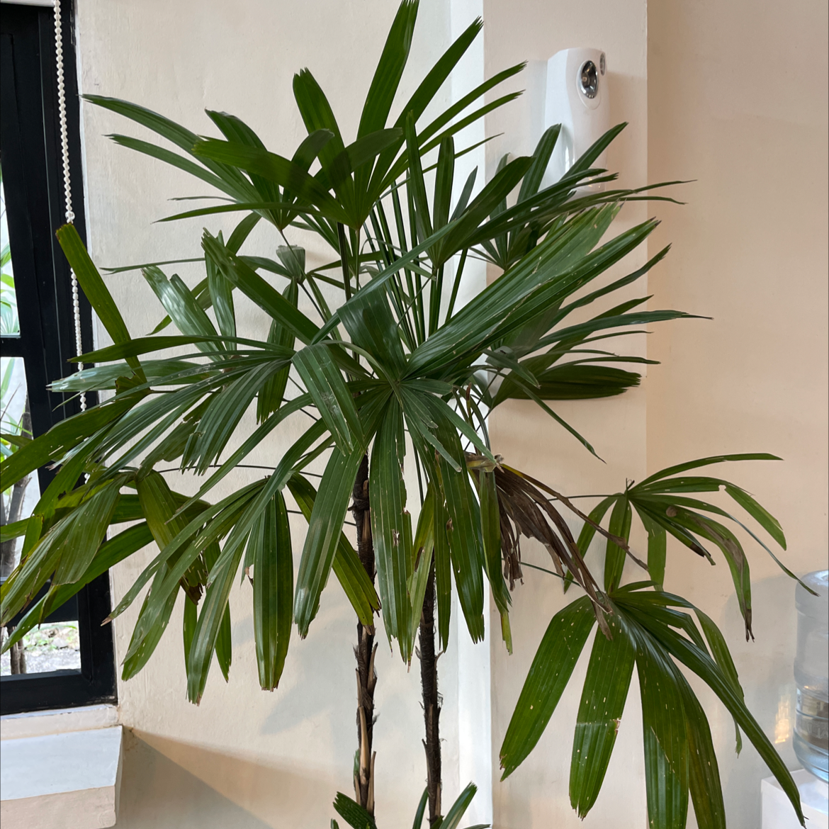 Healthy, thriving Rhapsis Palm with lush green foliage and slender, arching fronds, situated indoors near a window.