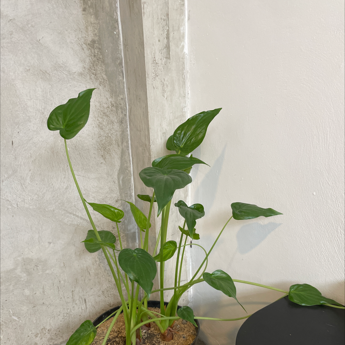 Healthy potted Chinese Taro plant with large, vibrant green heart-shaped leaves growing indoors against a wall.
