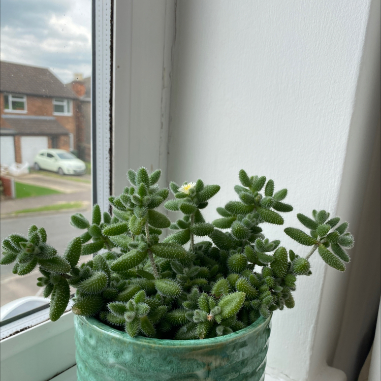 Photo of the plant species Pickle Plant by @millieelliott named Willow on Greg, the plant care app