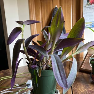 Purple Heart plant photo by @rossle named jumanji on Greg, the plant care app.