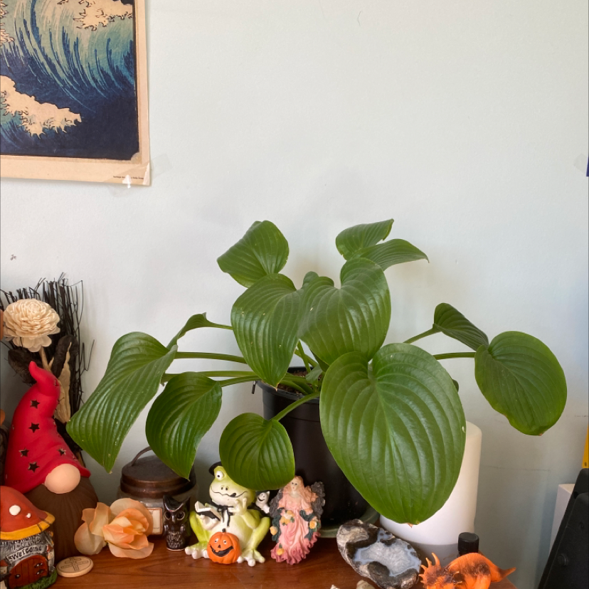 Healthy Siebold's Plantain Lily with broad green leaves, surrounded by decorative items.
