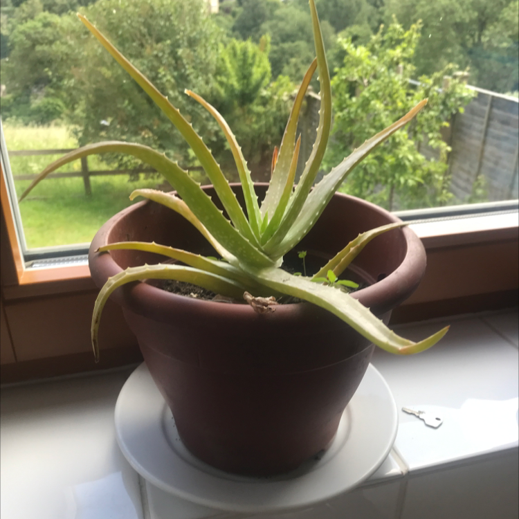 Aloe vera plant photo by @Flautist10 named Spiky on Greg, the plant care app.