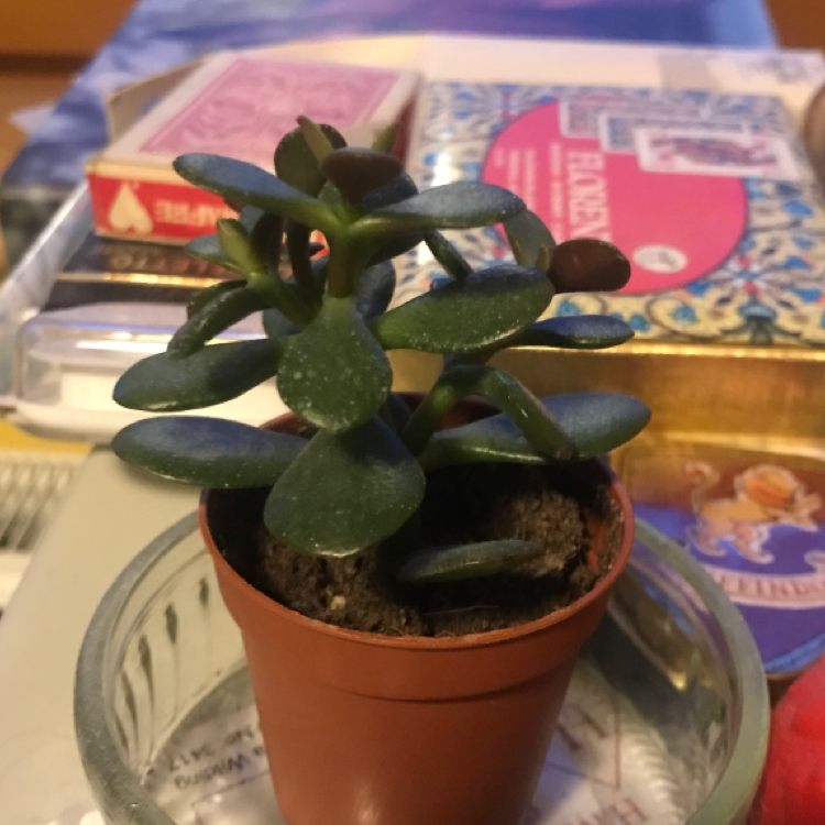 Lucky Plant plant photo by @Flautist10 named Marcel on Greg, the plant care app.