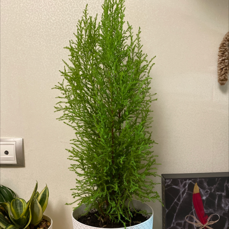 Cupressus macrocarpa plant in a white pot with vibrant green foliage.