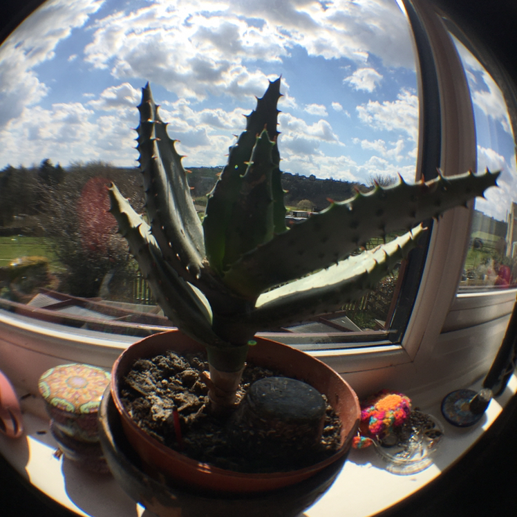 Cape Aloe plant in a pot on a windowsill with visible soil, well-framed and healthy.