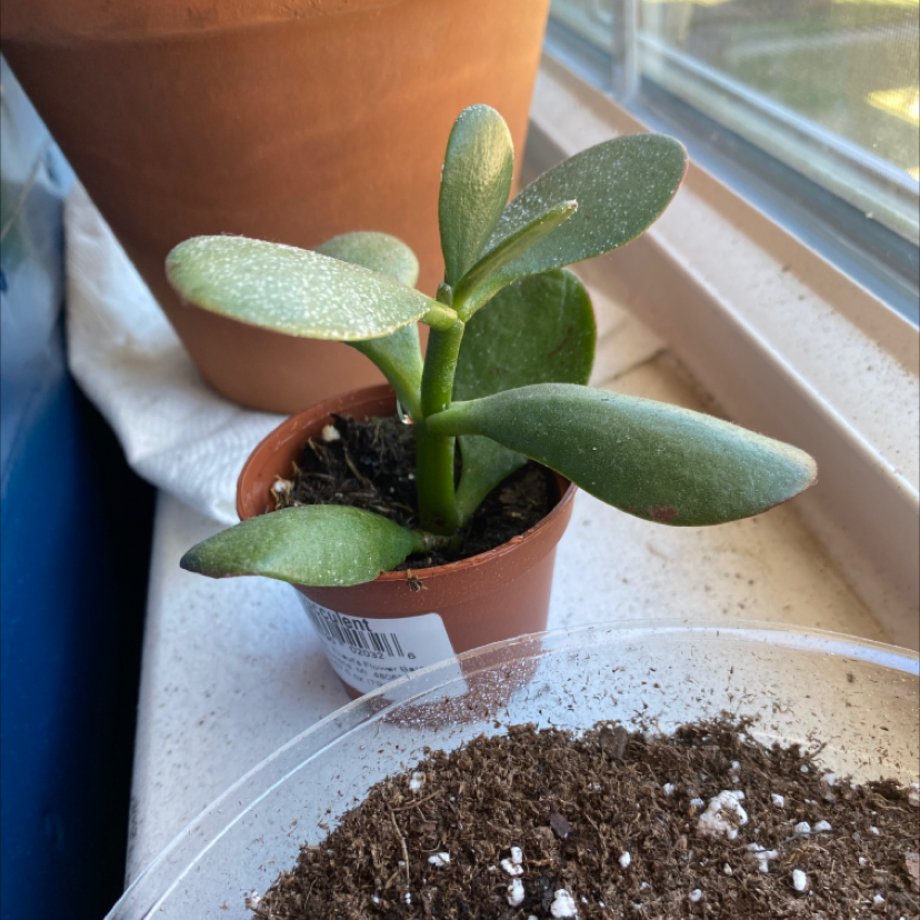 Lucky Plant plant photo by @DoctorWatson02 named Keanu Leaves on Greg, the plant care app.