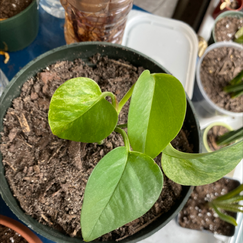 Taro Vine plant photo by @DoctorWatson02 named Sherlock on Greg, the plant care app.
