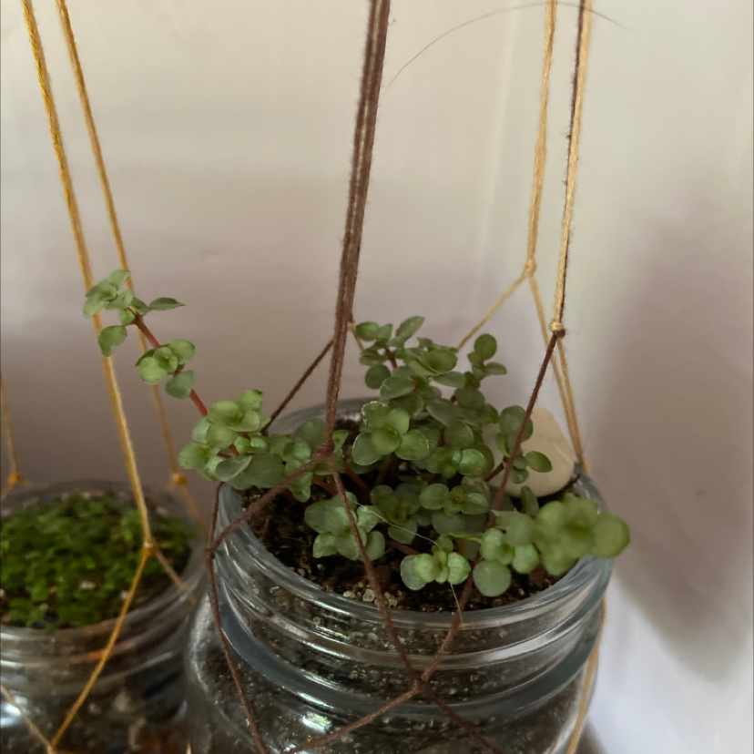 Pilea 'Aquamarine' plant in a hanging glass container with visible soil.