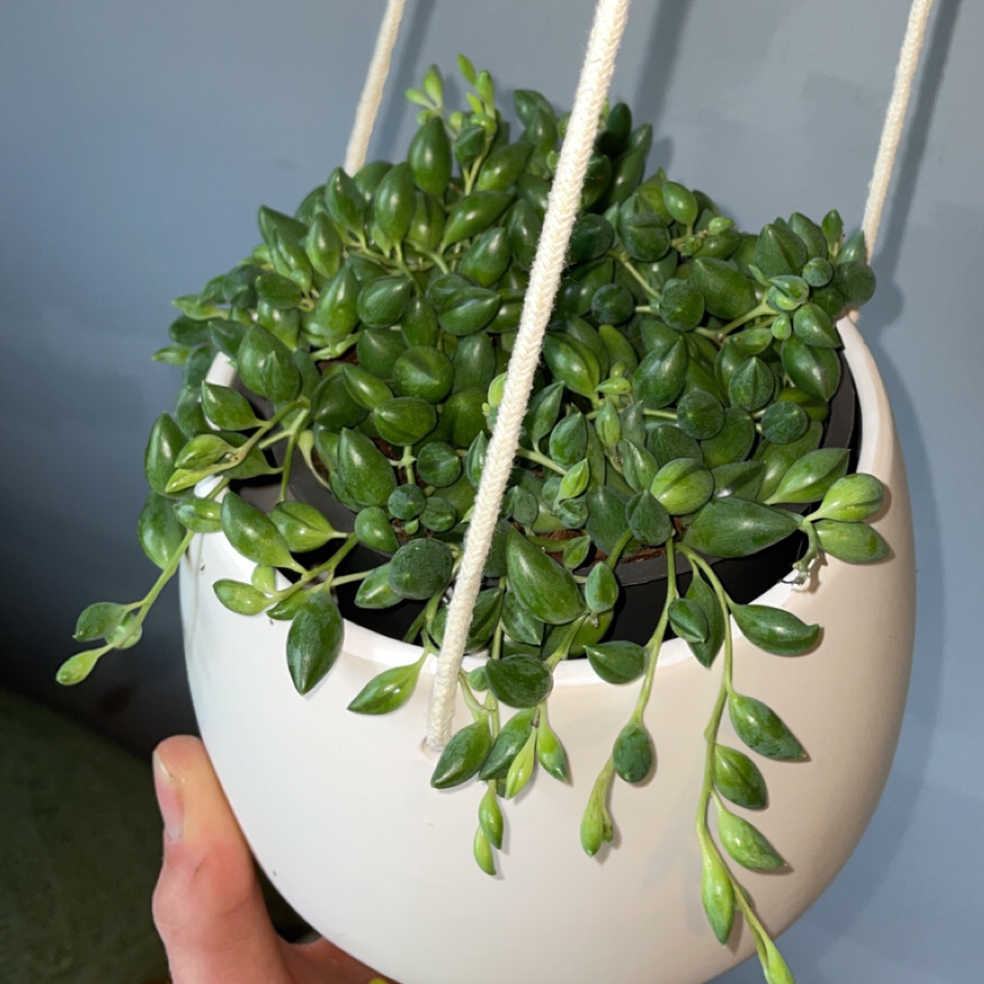 String of Watermelons plant in a hanging pot with vibrant green leaves.