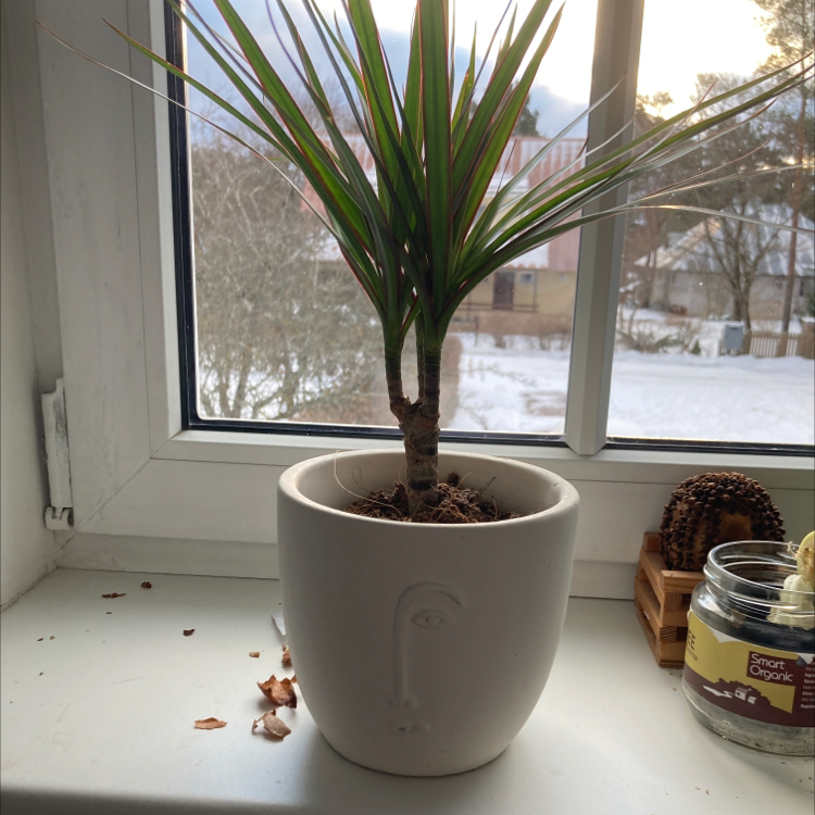 Dracaena 'Ray of Sunshine' plant in a white pot on a windowsill.