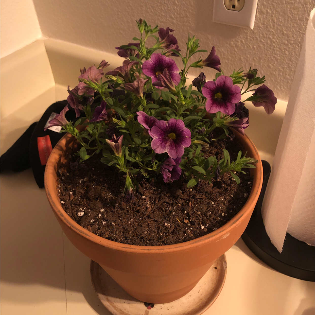 Potted Million Bells plant with purple flowers and visible soil.