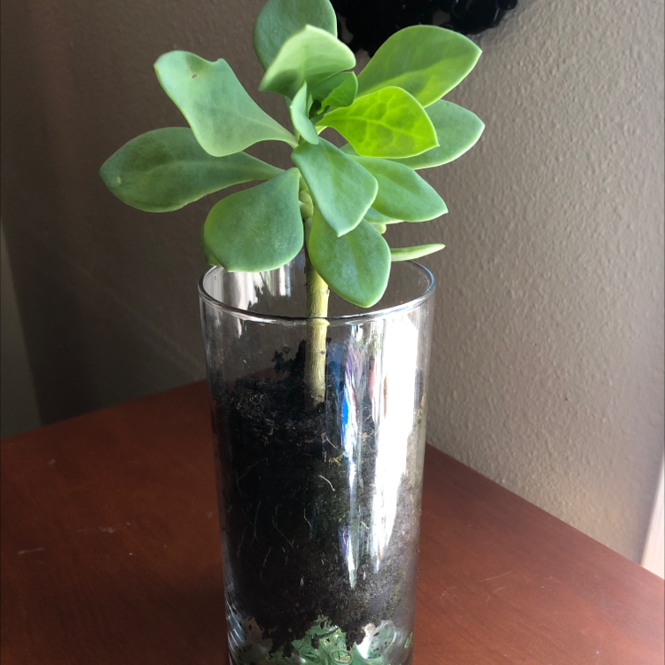 Plant care for Flameflower on Greg, the plant care app