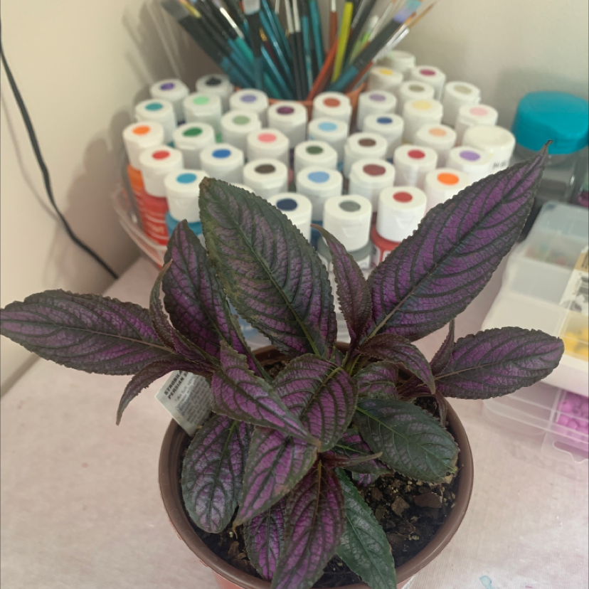 Healthy Persian Shield plant with vibrant purple and green leaves in a pot, art supplies in the background.