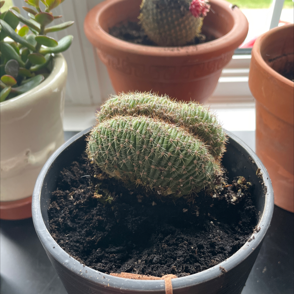 Simpson Hedgehog Cactus plant photo by @hammyjoesmom named seymour butts on Greg, the plant care app.