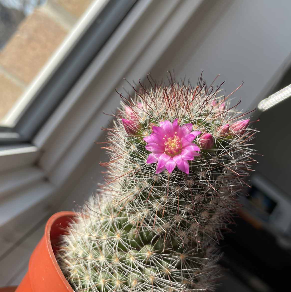 Photo of the plant species Hooked Cactus by @hammyjoesmom named señorita macaroni on Greg, the plant care app