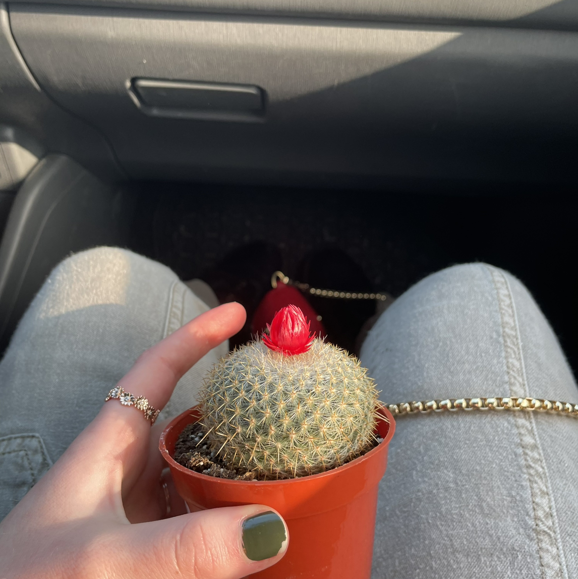 Silver Torch Cactus plant photo by @hammyjoesmom named hammy joe on Greg, the plant care app.