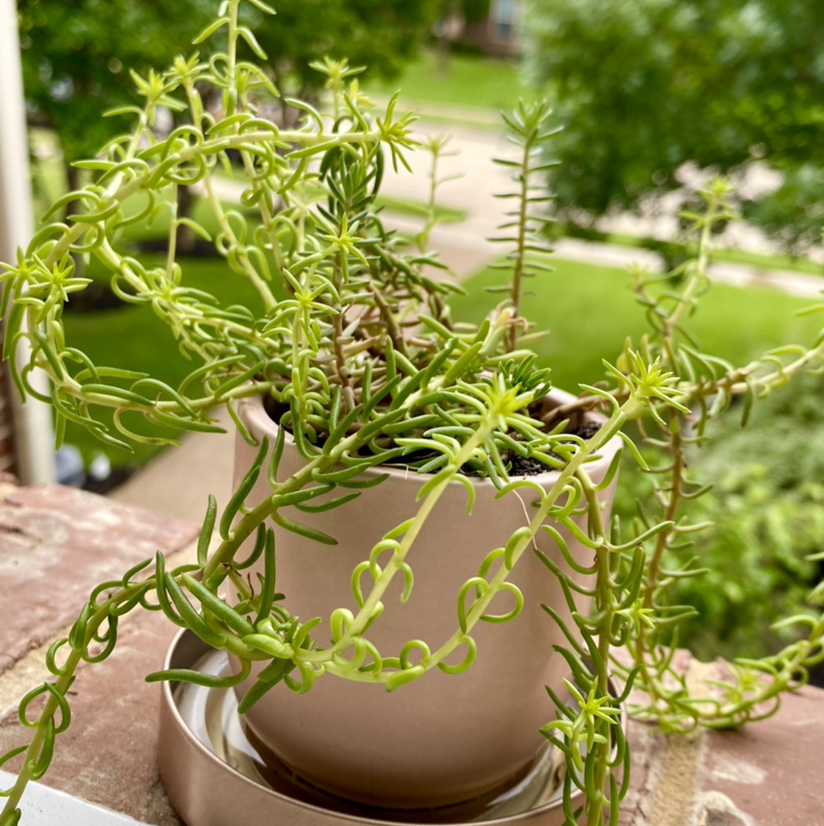 Healthy moss rose purslane plant with bright green trailing stems and leaves in a terracotta pot.