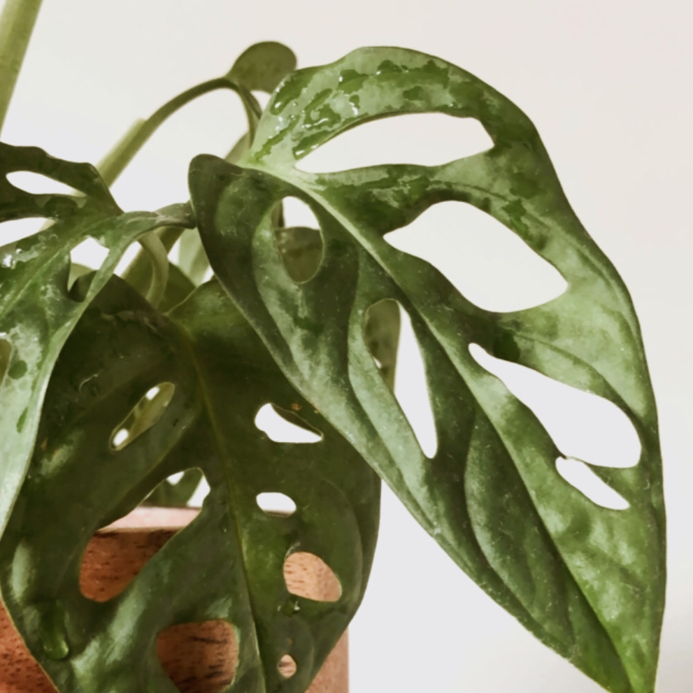 Photo of the plant species Swiss Cheese Vine by @aboutnicoeller named Adasonii on Greg, the plant care app